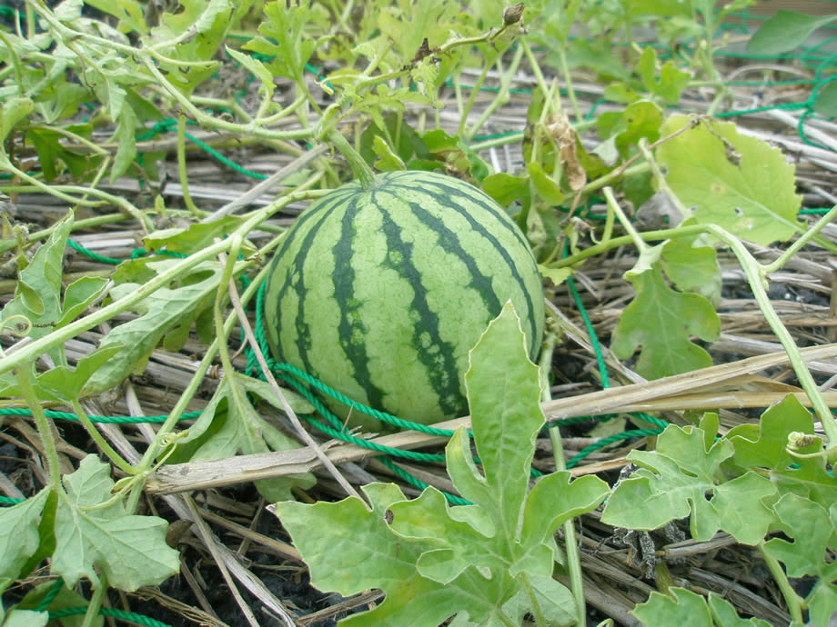 マンション菜園例