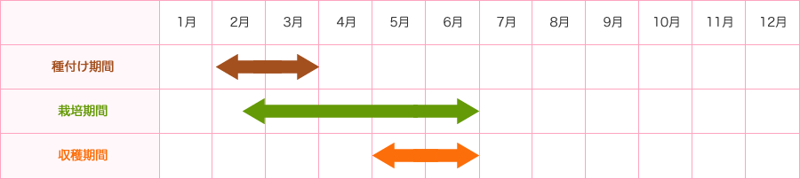 種付け期間2-3月　栽培期間2月末-6月　収穫期間5-6月