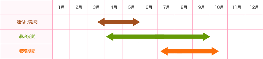 種付け期間3月末-5月末　栽培期間4月-9月　収穫期間7-10月中旬