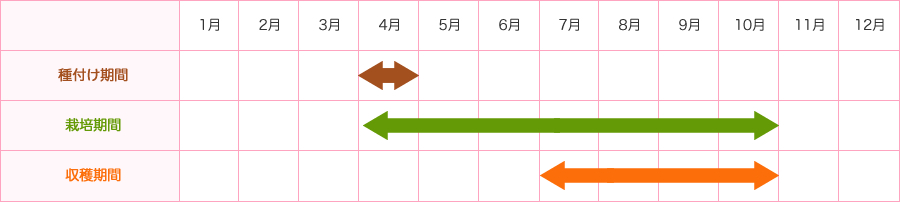 種付け期間4月上旬-4月末　栽培期間4月上旬-10月した旬　収穫期間7月上旬-10月末