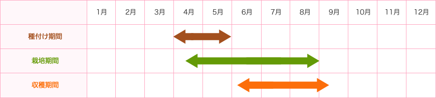 種付け期間4月中旬-5月末　栽培期間4月中旬-8月　収穫期間6月上旬-9月上旬