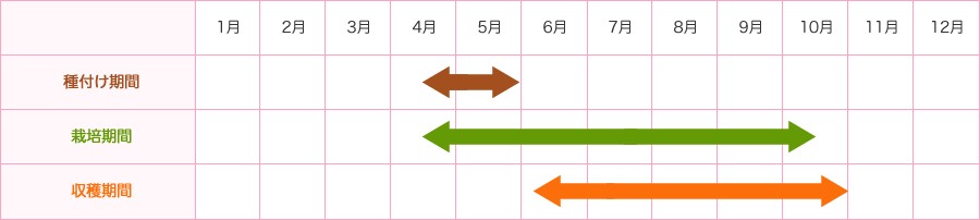 種付け期間4月中旬-5月末　栽培期間4月中旬-10月上旬　収穫期間6月上旬-10月末