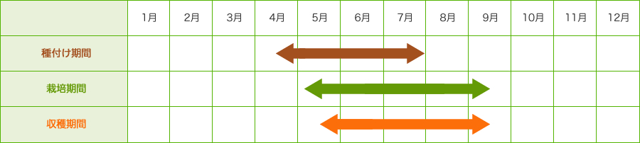 種付け期間4月末-7月末　栽培期間5月上旬-9月中旬　収穫期間5月中旬-9月中旬